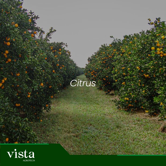 Citrus (Laranja e Limão)