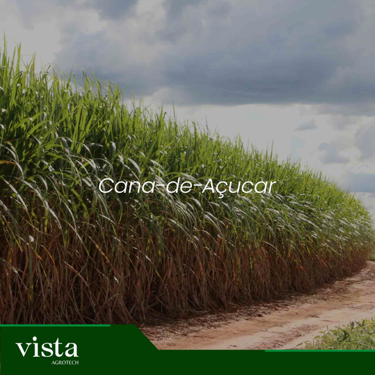 Cana-de-açúcar