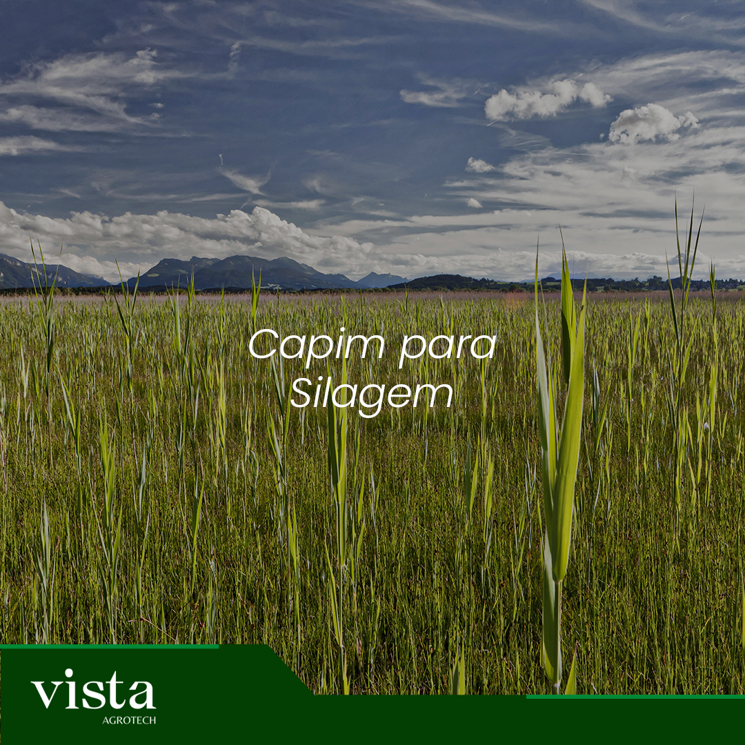 Capim para Silagem