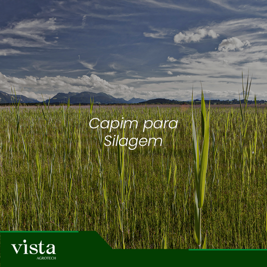 Capim para Silagem
