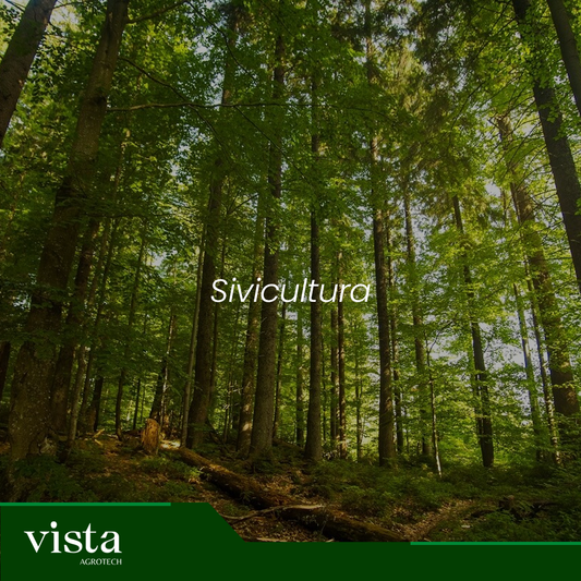 Sivicultura (Floresta)