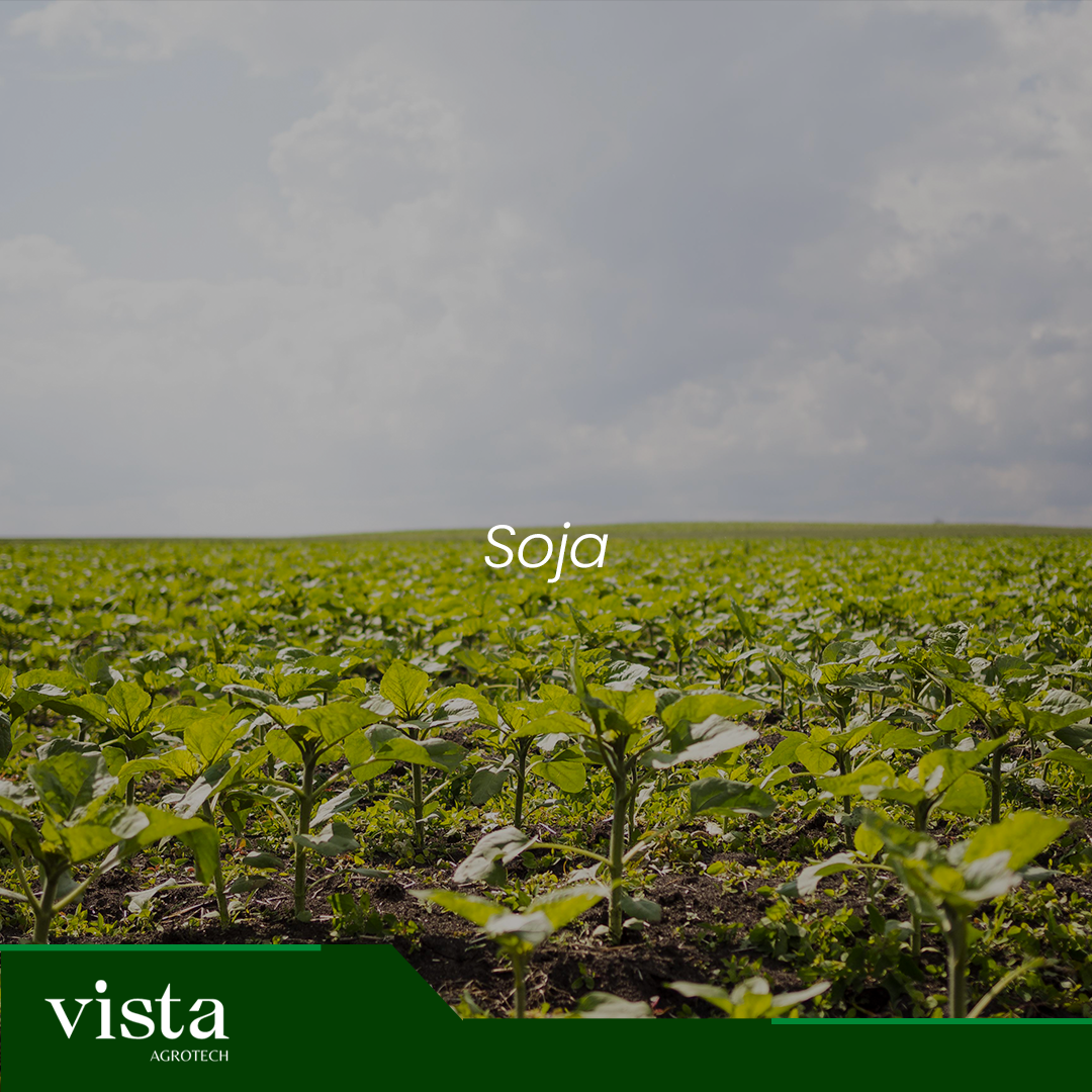 Soja