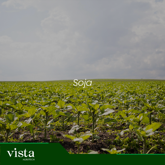 Soja